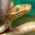 Cat-eye snake on a branch