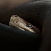 Close-up of a comfy, coiled up snake