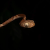 Blunthead Tree Snake against a black background