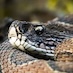 close up of brown Viper