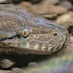 Close up of a Boa snake